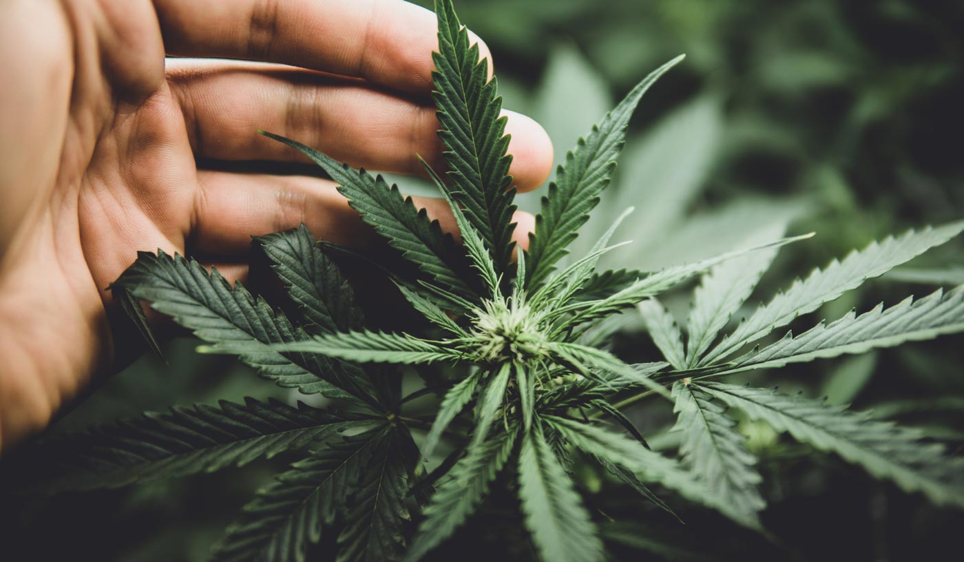 arezzo bimbo di 4 anni intossicato da biscotti alla cannabis arrestato lo zio