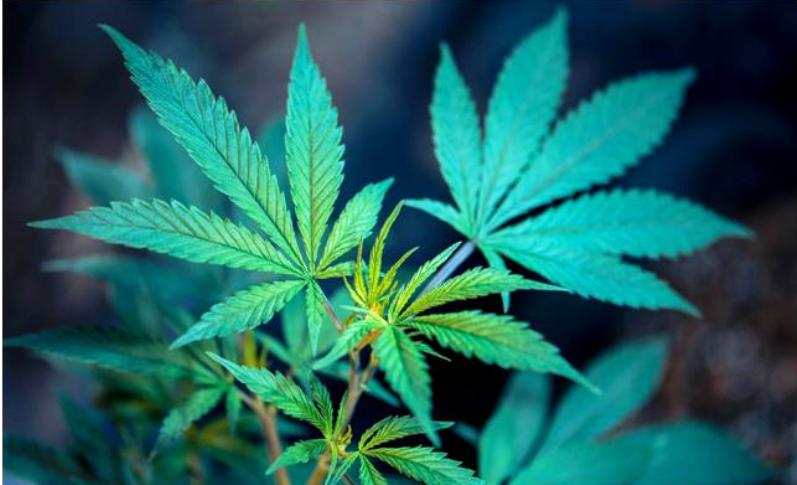 cannabis light