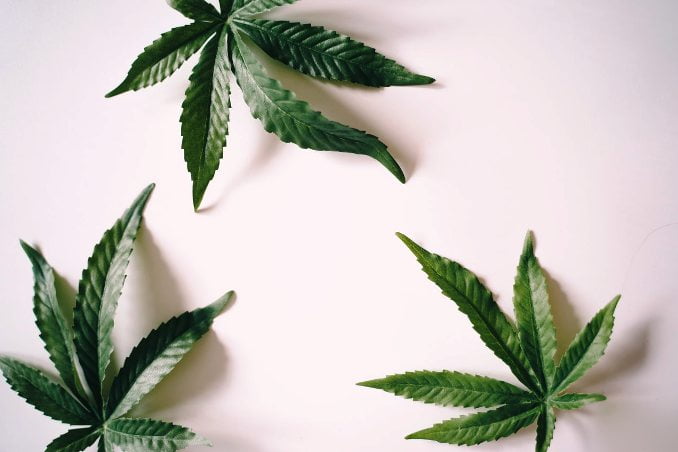 cannabis - ph pexels alesia-kozik-8336157