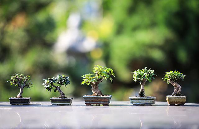 Molti italiani scelgono di regalare un bonsai ad una persona cara: scopriamone il significato
