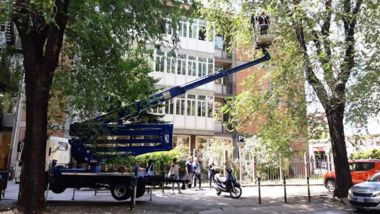 Controllo cimice olmo - ph comune Torino