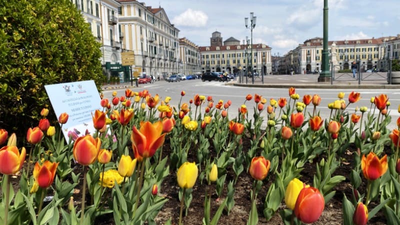 tulipani Cuneo
