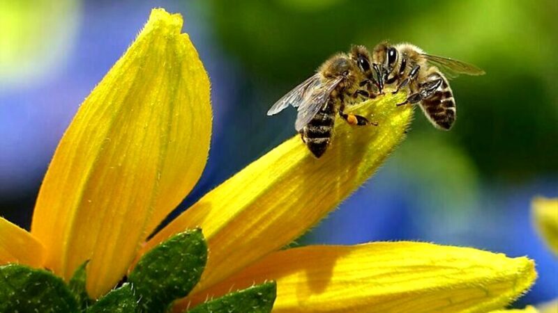 Allontanamento api e insetti – i migliori rimedi