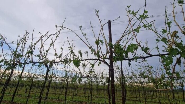 Vigneto grandinato Medio Friuli