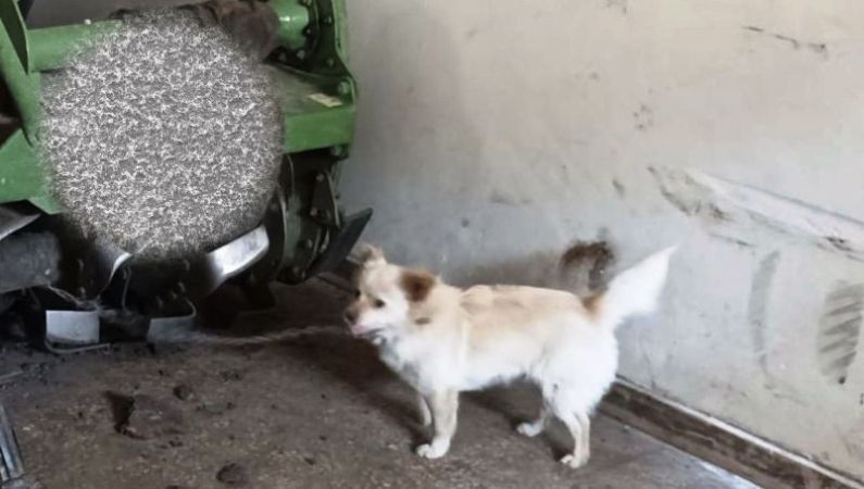 maltrattamento animali Andria - ph Polizia Locale
