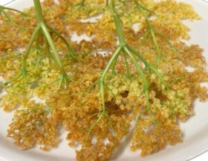 Frittelle di Sambuco