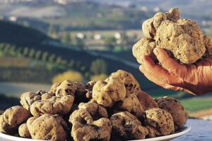 Tartufo Volterra