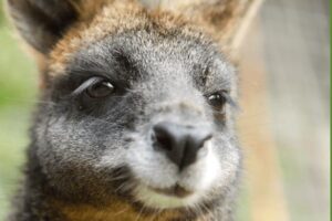 wallaby città della domenica
