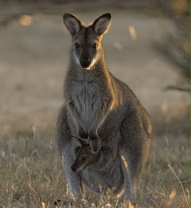 wallaby città della domenica Perugia