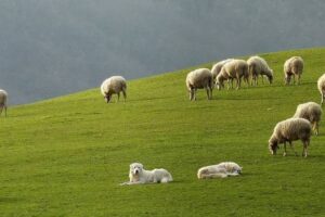 pecore ph regione toscana
