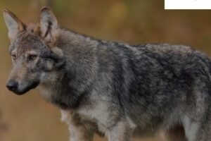 Conoscere il lupo convegno a Mantova il 19 dicembre 2023