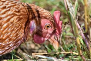 allevamento pollo