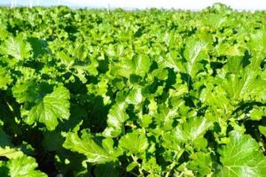 coltivazione del broccolo di rapa di Bisignano