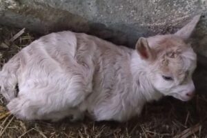 la nascita di una piccola capra dell'Angora ph Città della Domenica