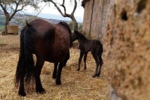 nuovo nato a Città della Domenica ph Parco