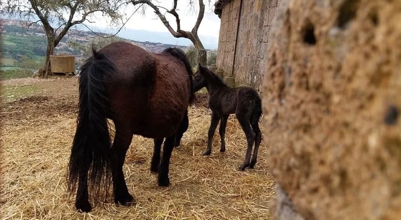 Perugia. Città della Domenica festeggia la nascita di un piccolo cavallo di Monterufoli, specie in estinzione