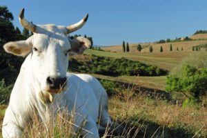 chianina ph Regione Toscana