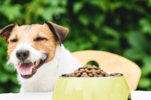 come gestire alimentazione del cane