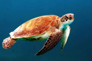 tartarughe acquatiche