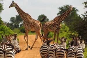 Safari in Tanzania Image by Ben Harris from Pixabay