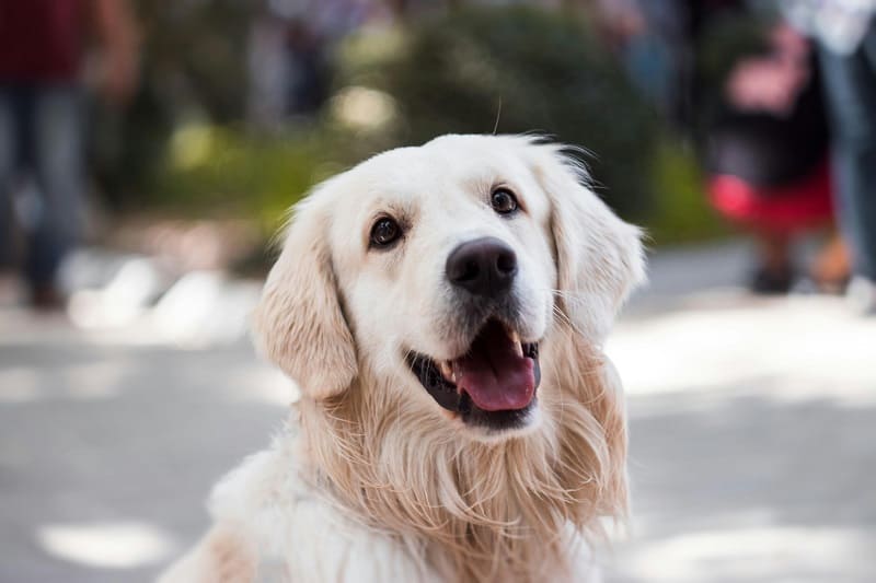 Napoli pet?friendly: vacanze a misura di cane tra musei, spiagge e strutture su misura Napoli pet?friendly: vacanze a misura di cane tra musei, spiagge e strutture su misura