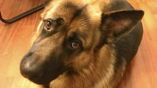 approvato il dl animali bellucci fdi un passo di civiltà più tutele per gli animali da Laprimapagina.it approvato il dl animali bellucci fdi un passo di civiltà più tutele per gli animali