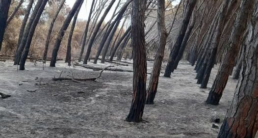 L’ultimo respiro della Pineta: il dolore di Enzo Comerci per la ferita inferta a Nicotera L’ultimo respiro della Pineta: il dolore di Enzo Comerci per la ferita inferta a Nicotera