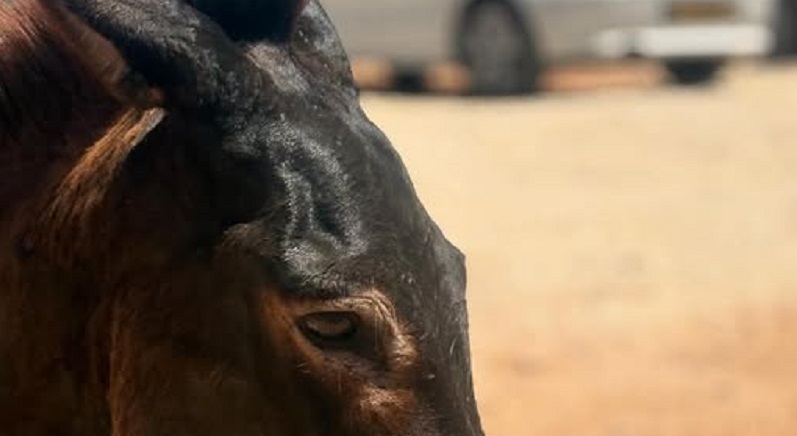 Ricchi dentro: l’amore per la natura e la fauna selvatica vale più di ogni tesoro