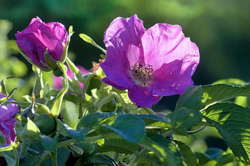 Cosmetici bio a base di olio di rosa mosqueta: natura e efficacia per la tua pelle