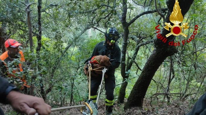 Orvieto, cagnetta cade in un dirupo: salvata dai Vigili del Fuoco