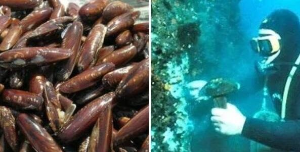 Molfetta e Barletta: maxi operazione contro la pesca illegale dei datteri di mare, 25 arresti Molfetta e Barletta: maxi operazione contro la pesca illegale dei datteri di mare, 25 arresti
