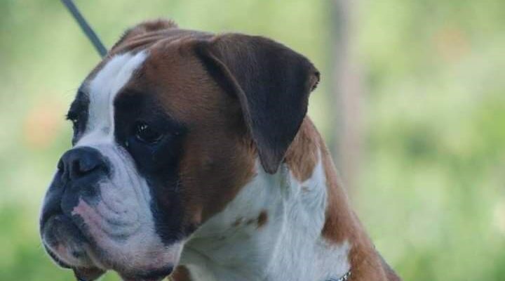 criteri di eccellenza dell8217allevatore responsabile da Laprimapagina.it criteri di eccellenza dell8217allevatore responsabile