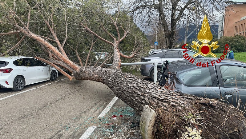 Spoleto. Albero cade in via del Risorgimento: tre auto gravemente danneggiate