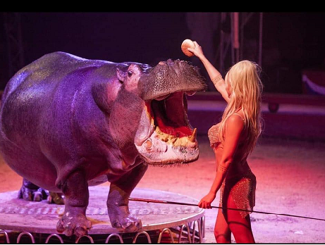 a rende il grande show di successo del circo paolo orfei da Laprimapagina.it a rende il grande show di successo del circo paolo orfei