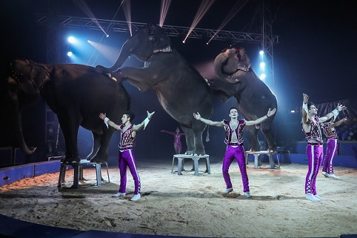a vibo valentia il grande show di successo del circo paolo orfei da Laprimapagina.it a vibo valentia il grande show di successo del circo paolo orfei