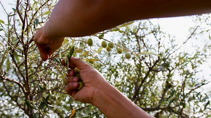 olio biologico caphiso come nasce una filiera certificata da Laprimapagina.it olio biologico caphiso come nasce una filiera certificata