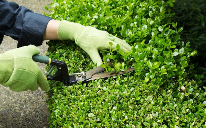 affidati a professionisti per lo smaltimento di sfalci e potature in modo rapido sicuro e nel rispetto delle normative ambientali da Laprimapagina.it affidati a professionisti per lo smaltimento di sfalci e potature in modo rapido sicuro e nel rispetto delle normative ambientali